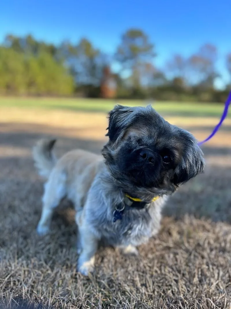 An adult small-sized male Yellow / Tan / Blond / Fawn Pekingese dog named Jack for adoption in Aiken, SC