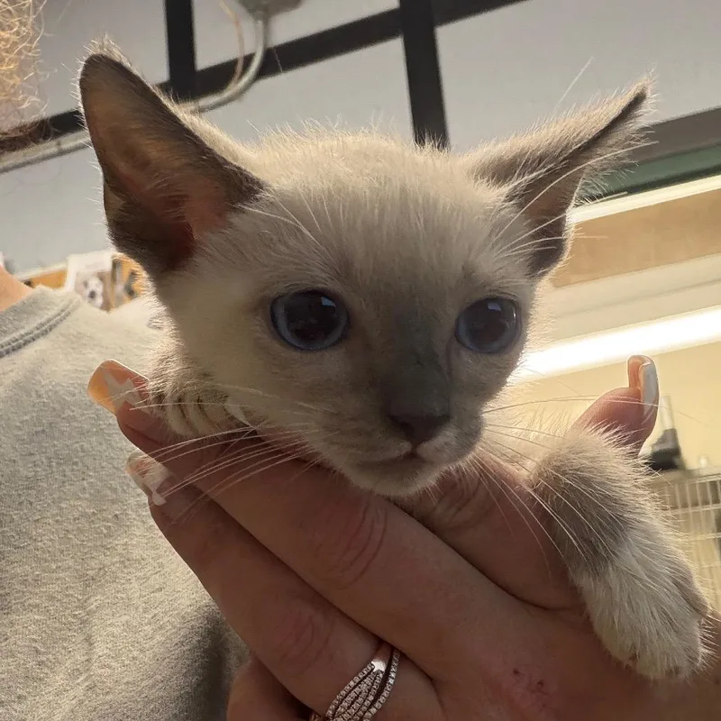 A baby small-sized male Cream / Ivory Domestic Short Hair cat named Luke for adoption in Lake Jackson, TX