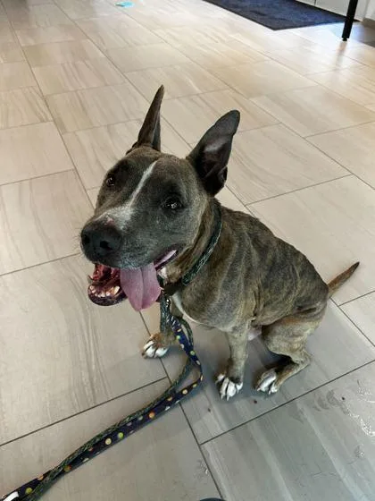 Otis