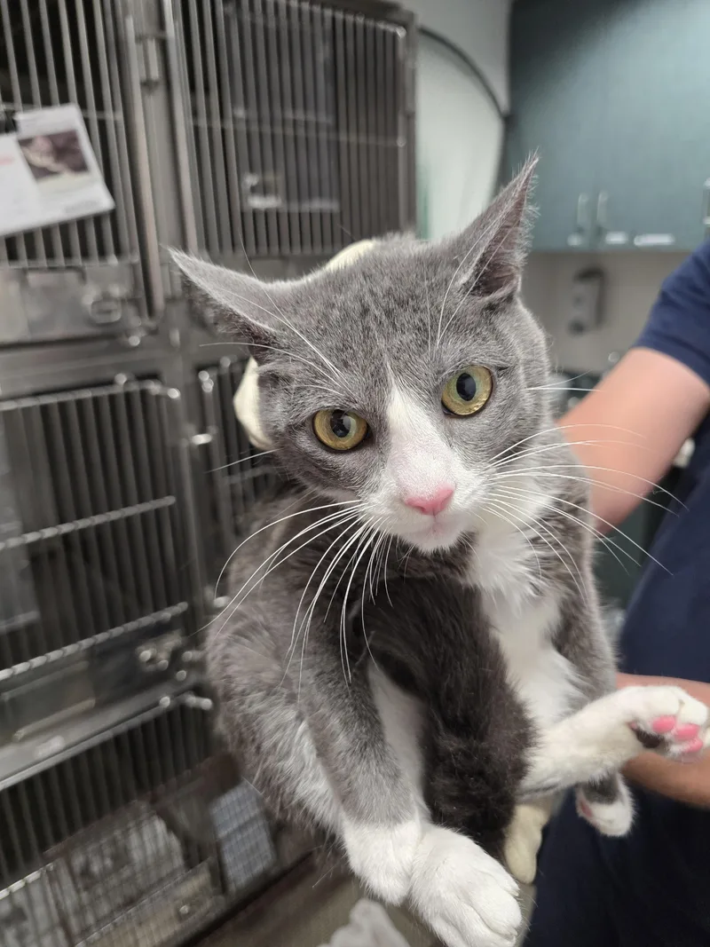 A young small-sized female American Shorthair cat named Luna for adoption in Chatsworth, CA