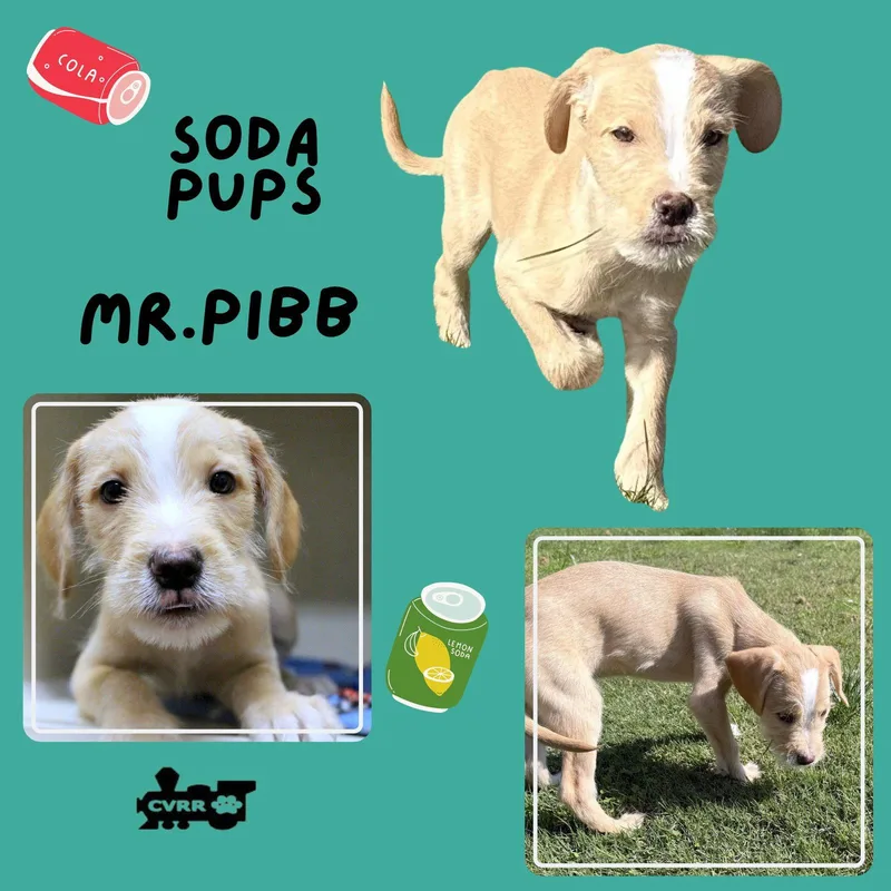 A baby small-sized male Terrier dog named Mr.Pibb for adoption in Lindsay, CA