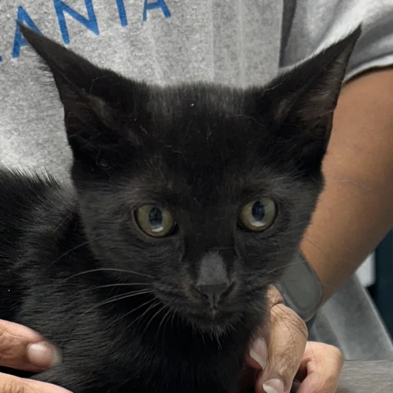 A baby small-sized female Domestic Short Hair cat named Jolene for adoption in Decatur, GA