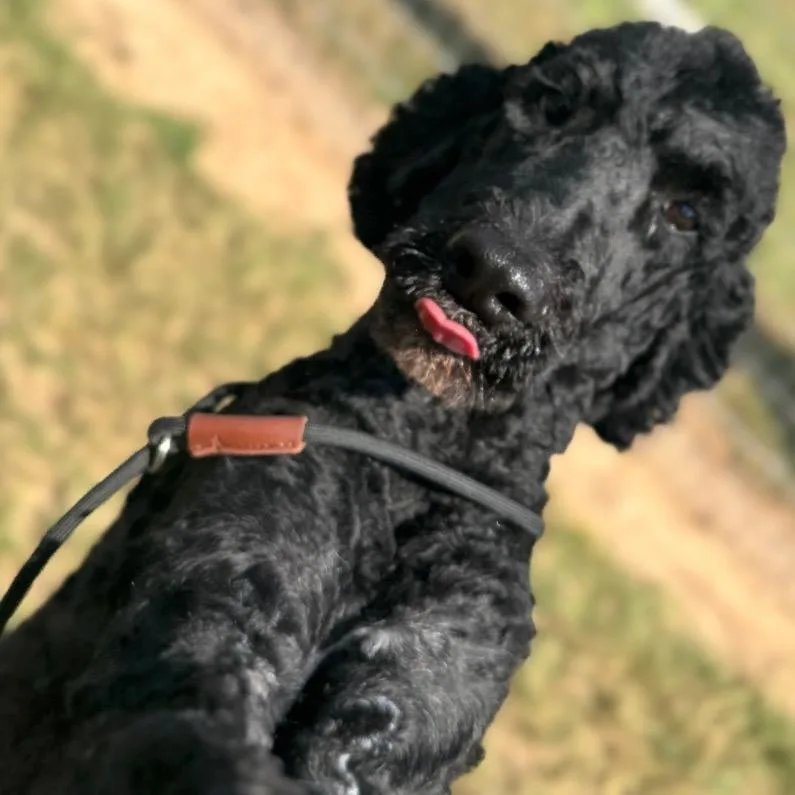 Big Toby thumbnail 2