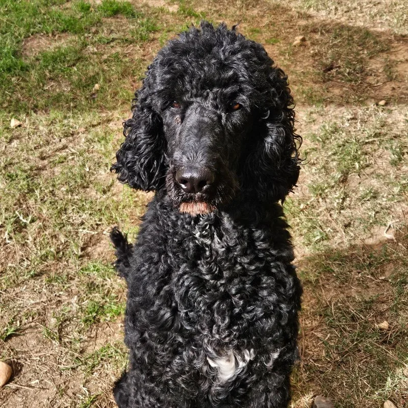 Big Toby thumbnail 3