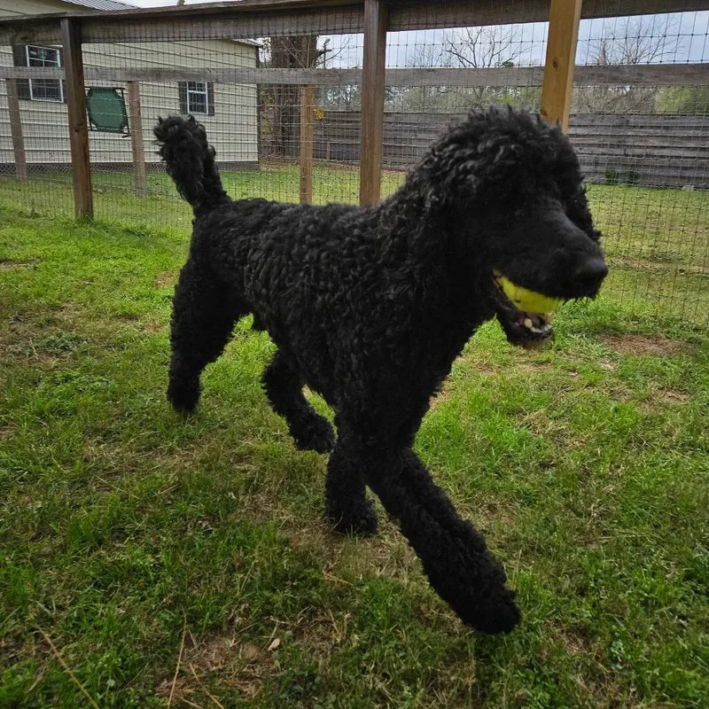 Big Toby thumbnail 4