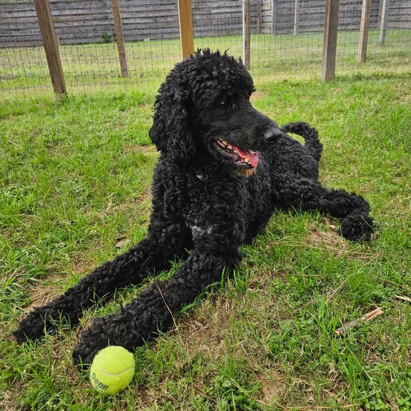 Big Toby thumbnail 5