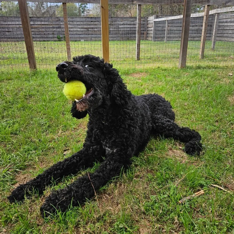 Big Toby thumbnail 6