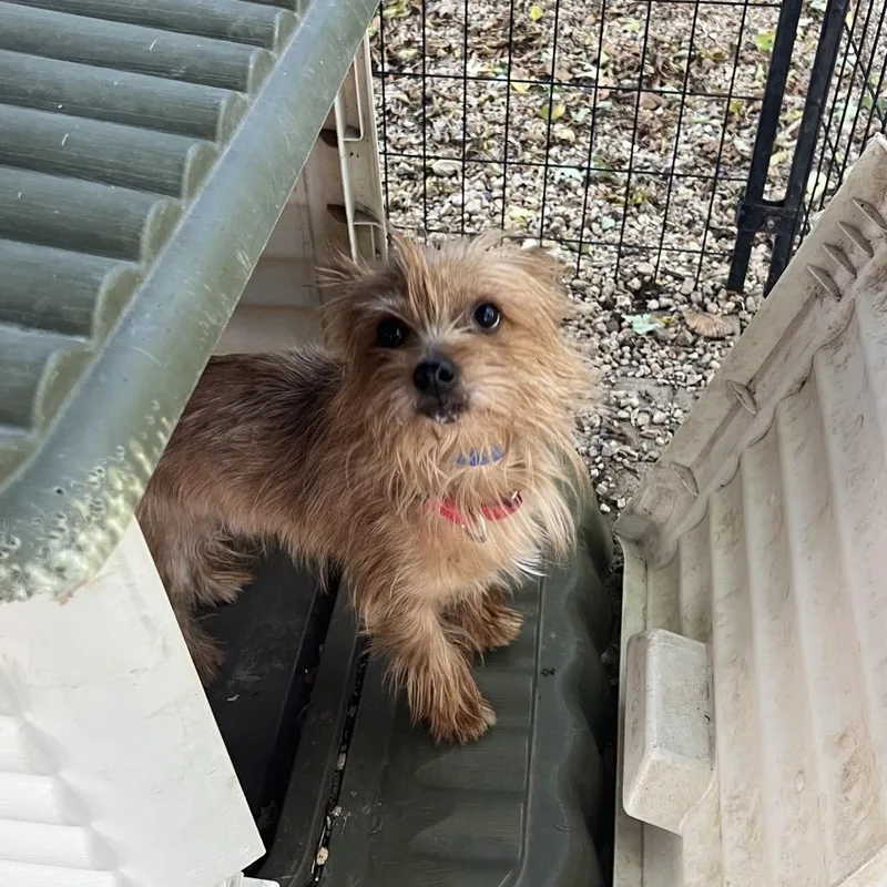 An adult medium-sized male Yorkshire Terrier dog named McCoy for adoption in Madison, WI