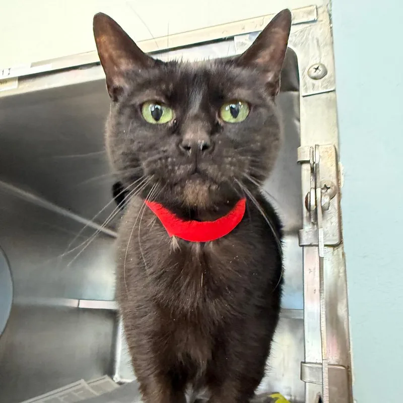 A senior large-sized female Black Domestic Short Hair cat named Molly for adoption in Chicago, IL