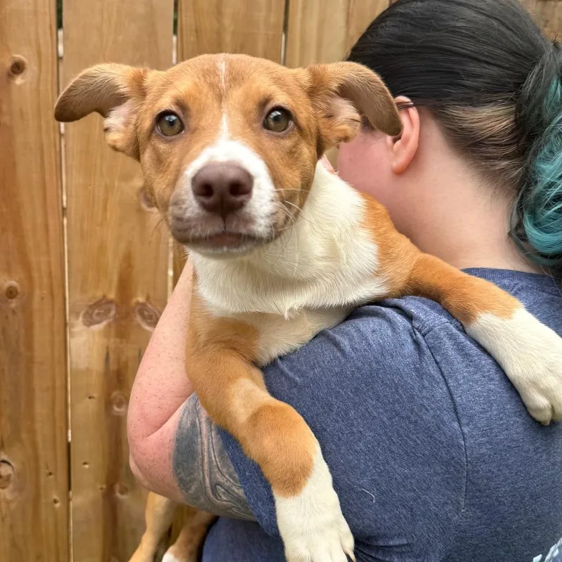 A baby medium-sized female Brown / Chocolate Mixed Breed dog named Getz for adoption in Fredericksburg, VA