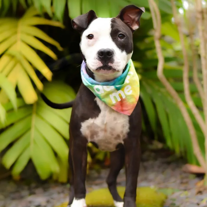 A young medium-sized female Black Mixed Breed dog named Vanellope for adoption in Kailua Kona, HI