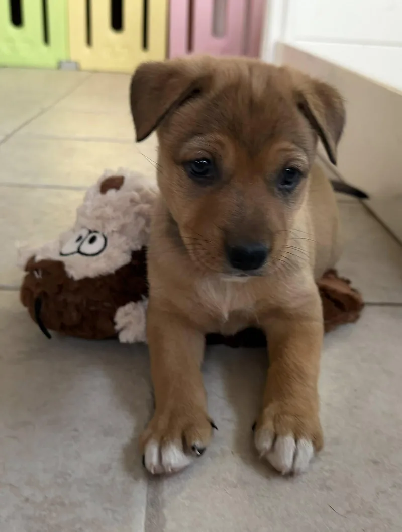 A baby medium-sized female Patterdale Terrier / Fell Terrier dog named Cayenne for adoption in Phoenix, AZ