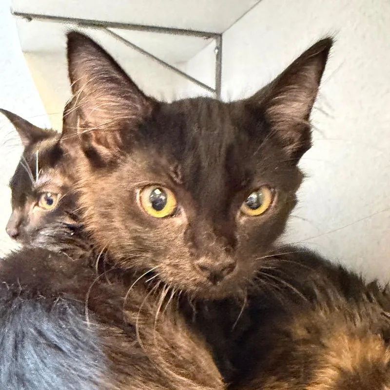A baby small-sized male Black Domestic Short Hair cat named Black Bear for adoption in Pittsburgh, PA