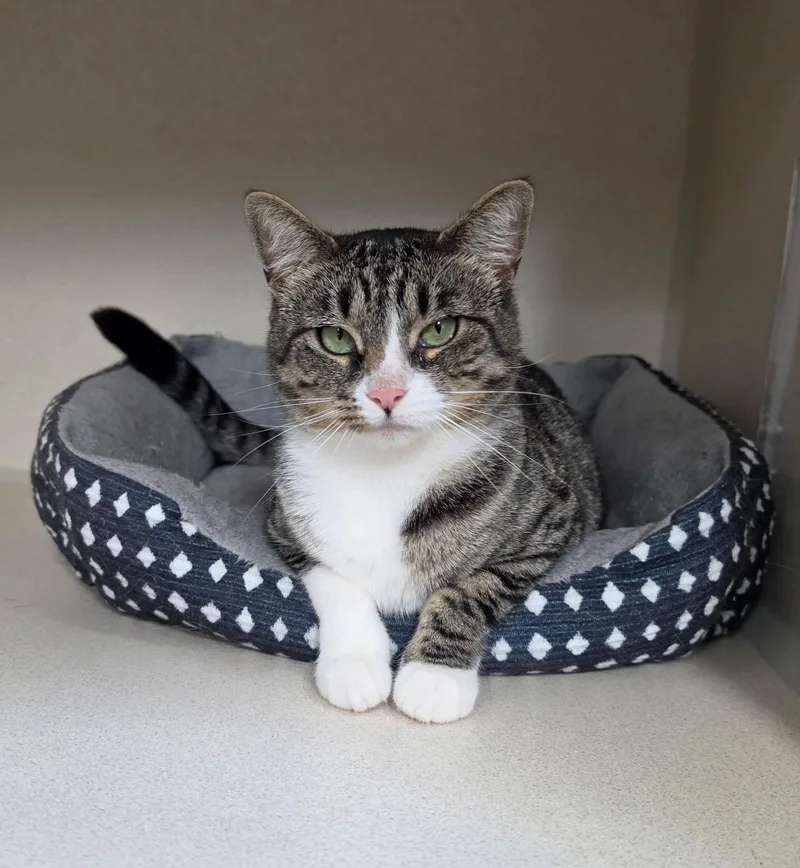 A young medium-sized female Tabby (Brown / Chocolate) Domestic Short Hair cat named Elizabeth for adoption in Hamilton, NJ