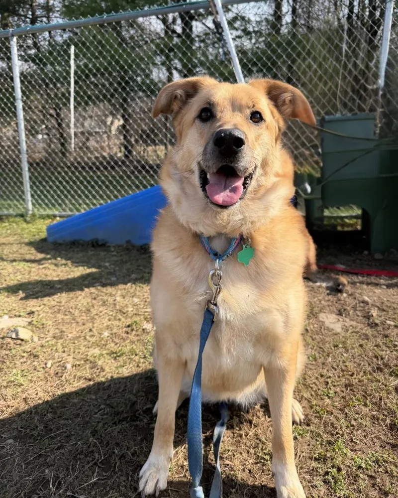 A young large-sized female German Shepherd Dog dog named Pearl for adoption in Hyde Park, NY
