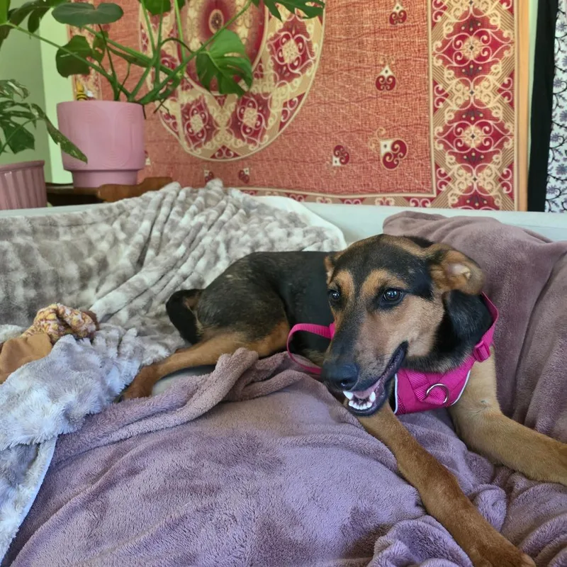 A young medium-sized female Black Shepherd dog named Beatle for adoption in Freeport, FL