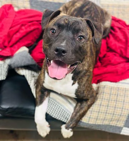 An adult large-sized male Mixed Breed dog named Silvan for adoption in West Chester, PA