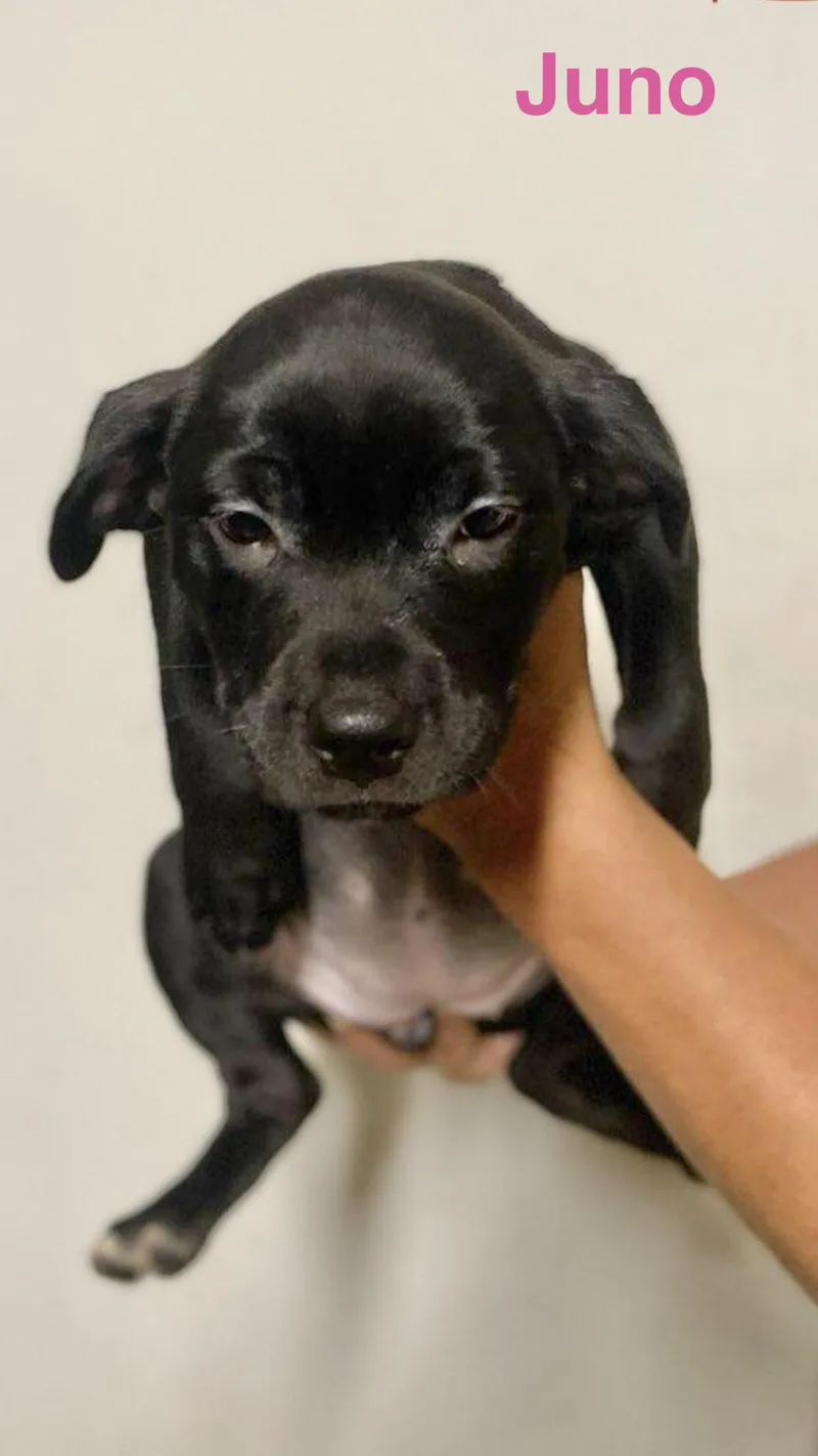 A baby medium-sized female Labrador Retriever dog named Juno for adoption in Manchester, CT