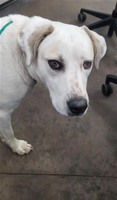 A young large-sized female Mixed Breed dog named Cleo for adoption in Dallas, TX
