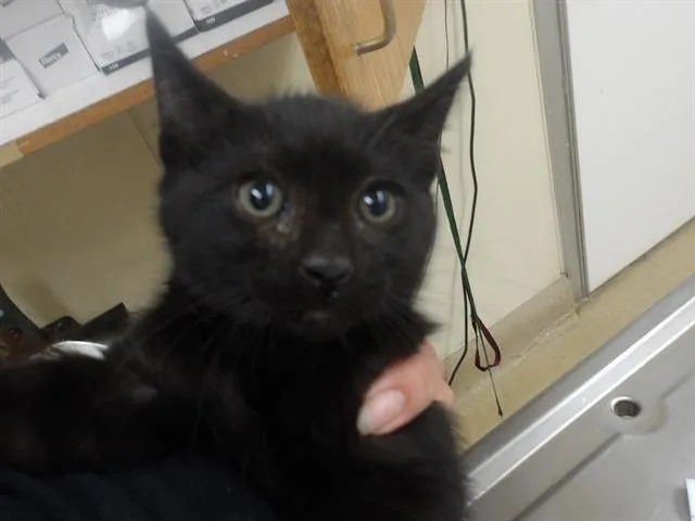 A baby small-sized male Domestic Medium Hair cat named Sullivan for adoption in Santa Rosa, CA