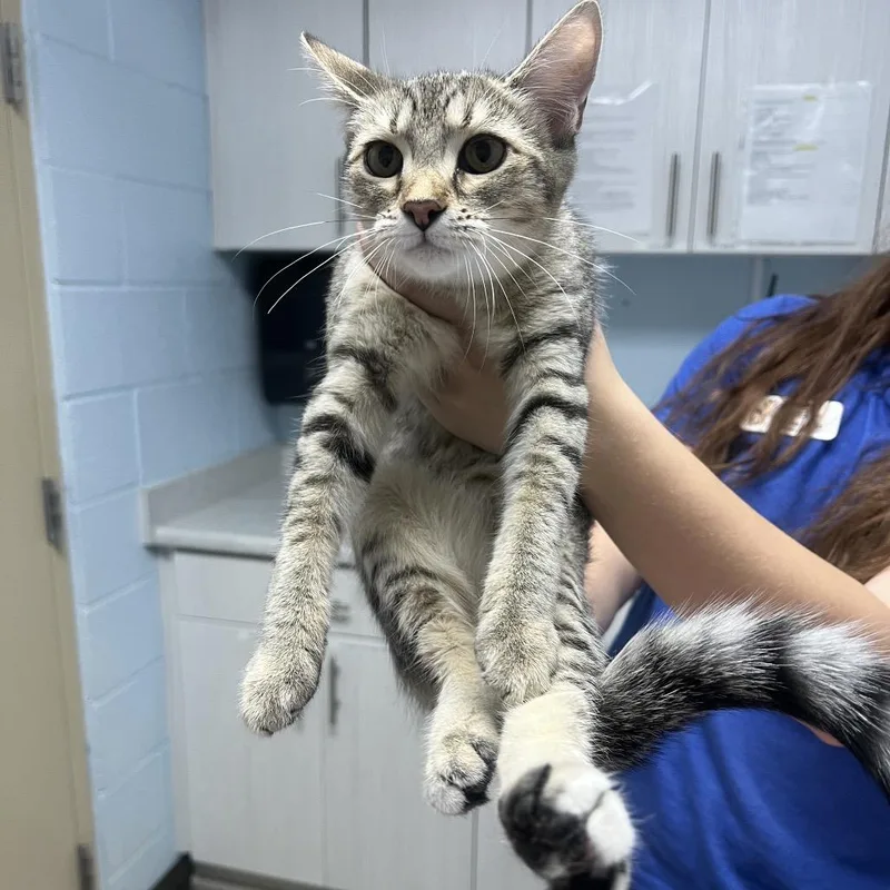 A baby medium-sized female Domestic Short Hair cat named Goo for adoption in Riverside, CA