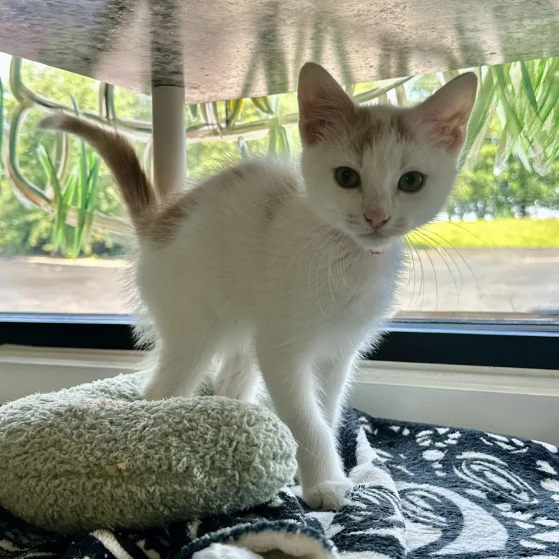 A baby small-sized male White Domestic Short Hair cat named Titan Pl for adoption in Union, MO