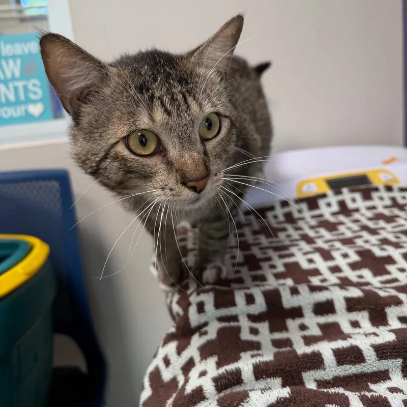 An adult medium-sized male Brown / Chocolate Domestic Short Hair cat named Meowy for adoption in Englewood, FL
