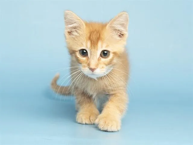 A baby small-sized male Domestic Short Hair cat named Sweet Potato for adoption in Phoenix, AZ