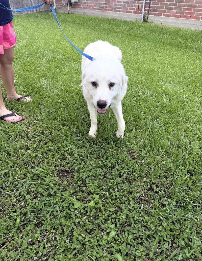 A young large-sized male Great Pyrenees dog named Harrison HTX for adoption in Quinlan, TX