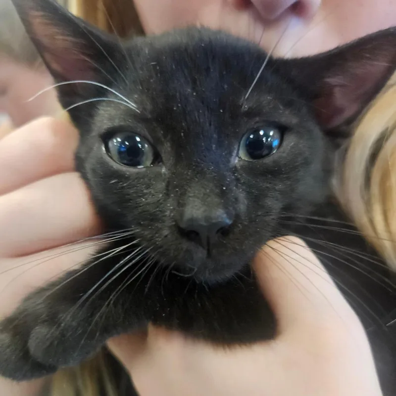 A baby small-sized male Black Domestic Short Hair cat named Lotus for adoption in Grantsville, UT