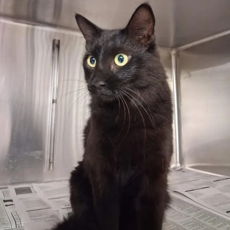 An adult medium-sized female Domestic Short Hair cat named Crescent for adoption in Pauls Valley, OK