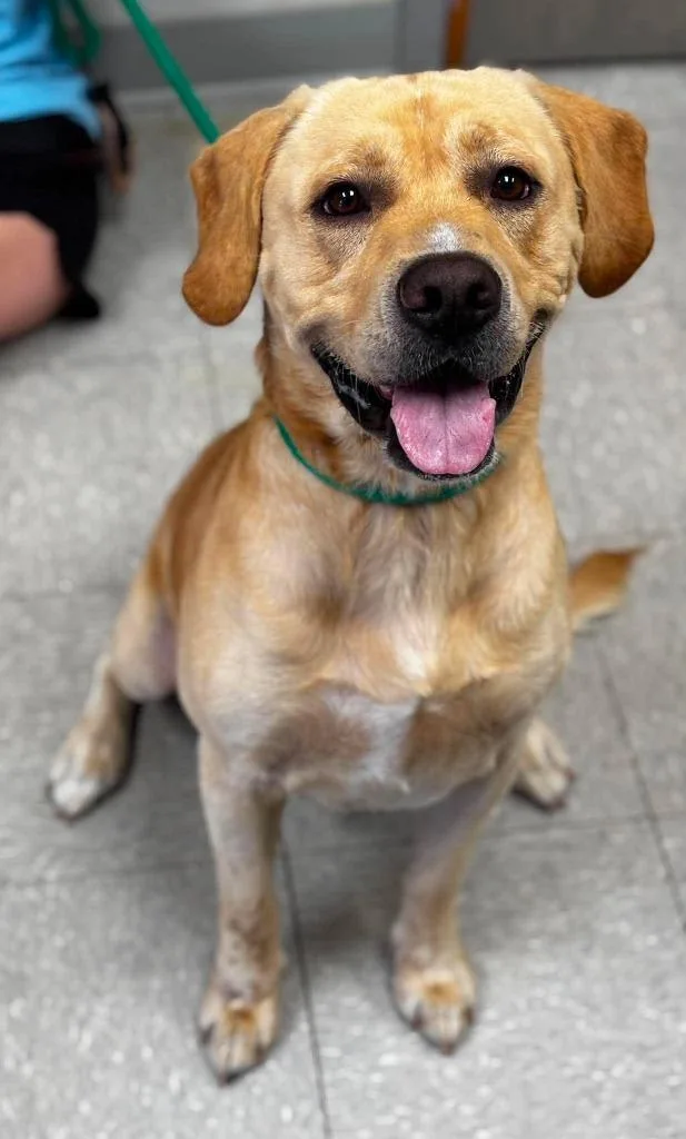 An adult medium-sized male Labrador Retriever dog named Kai for adoption in Sorrento, LA