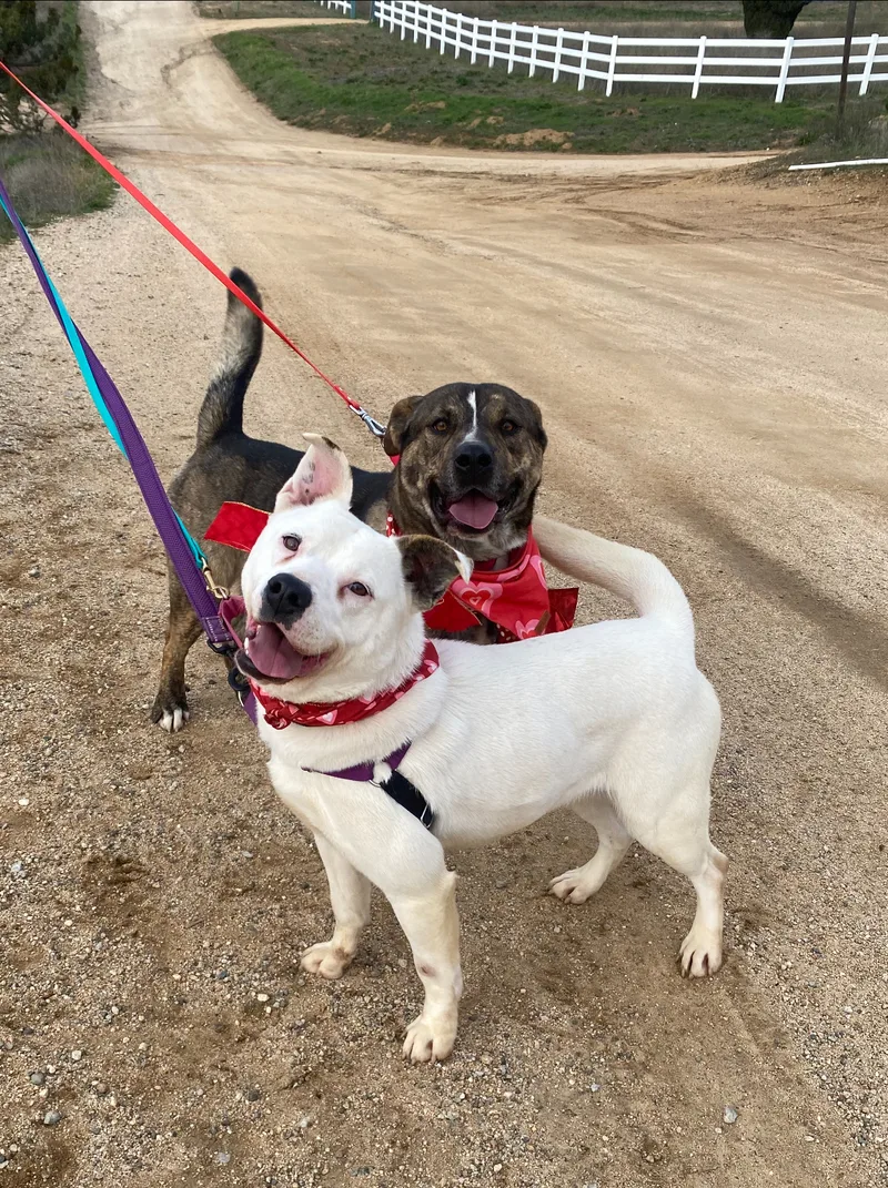 Awesome Willy Brindle So