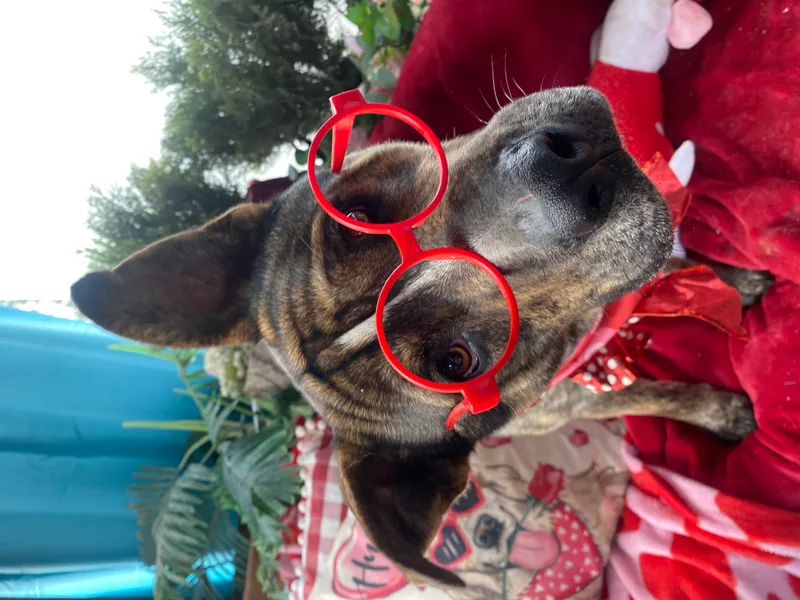 Awesome Willy Brindle So thumbnail 2