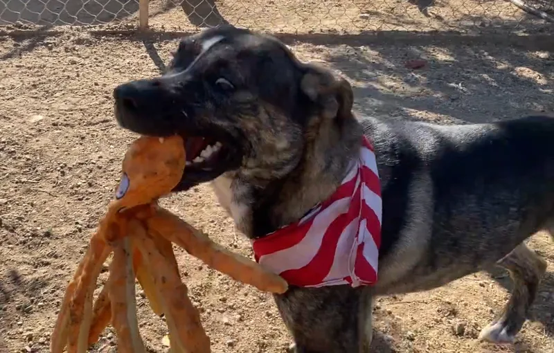 Awesome Willy Brindle So thumbnail 3