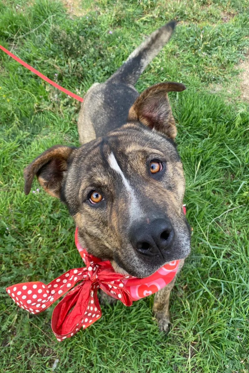 Awesome Willy Brindle So thumbnail 4