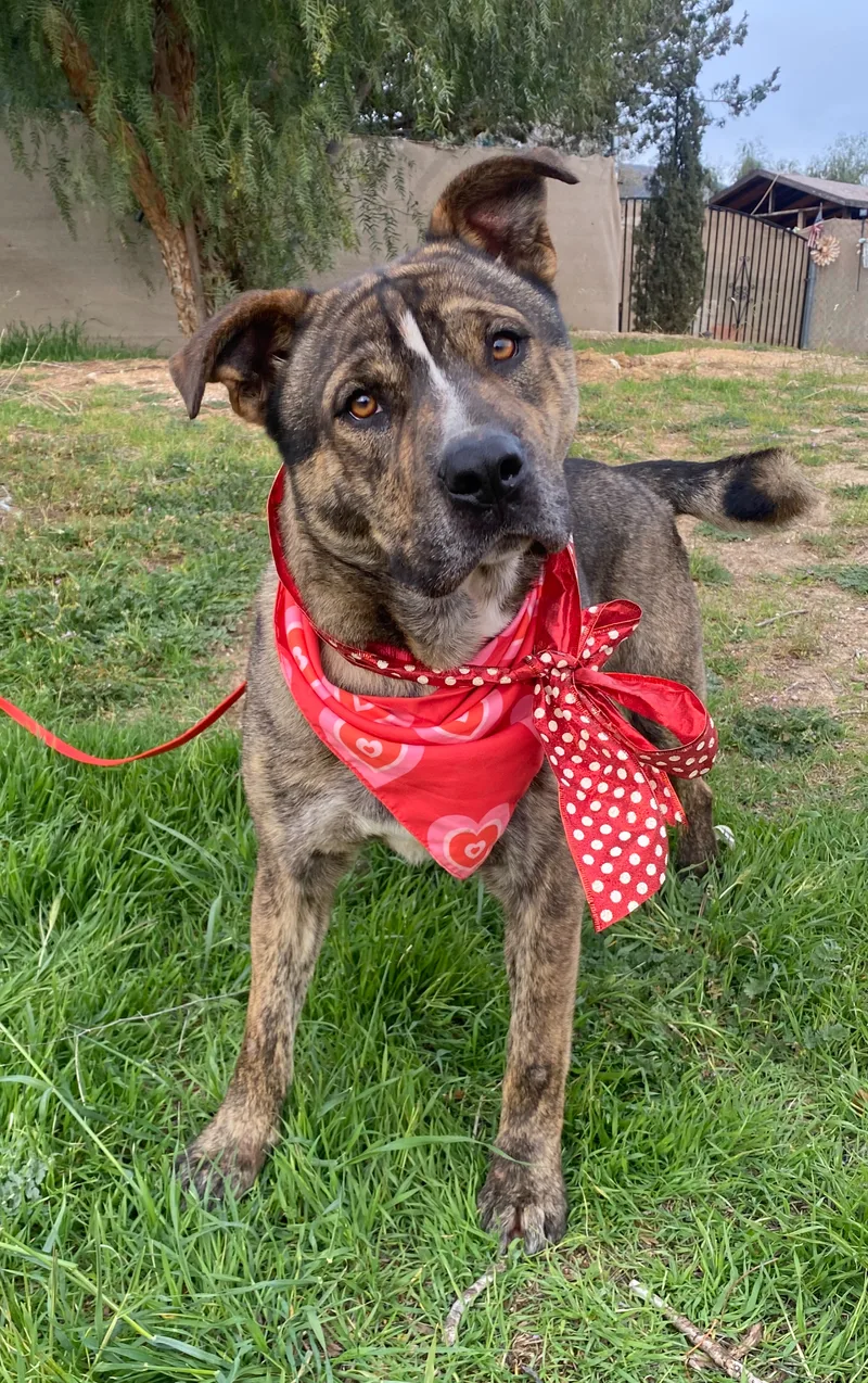 Awesome Willy Brindle So thumbnail 5