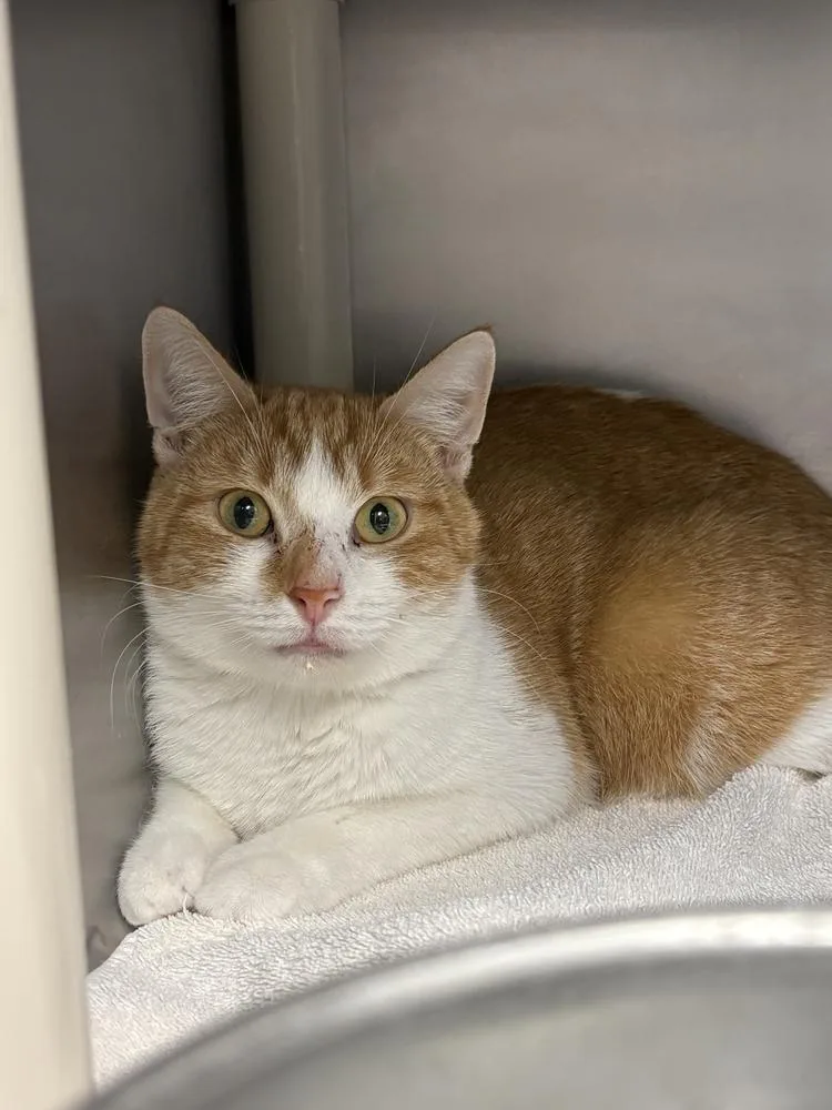 An adult medium-sized female Orange & White Domestic Short Hair cat named Mango for adoption in Bowling Green, OH