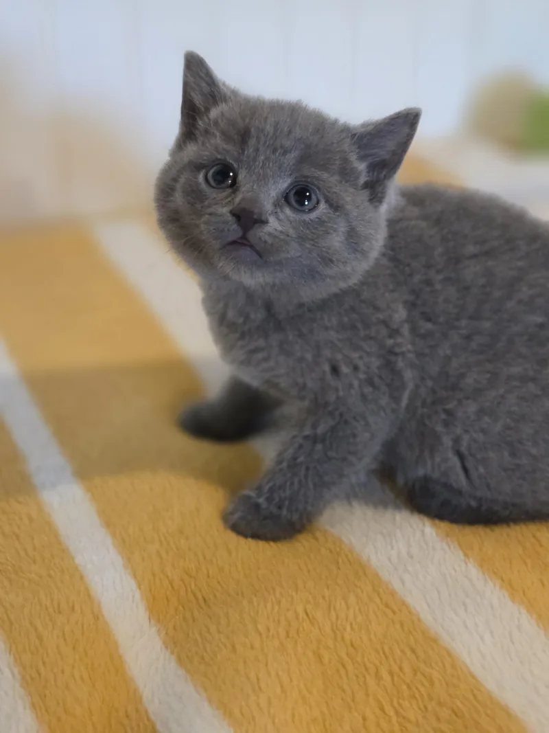 A baby small-sized female Domestic Short Hair cat named Alog for adoption in Bethel Park, PA