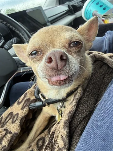 An adult small-sized female Mixed Breed dog named Scarlett for adoption in Dallas, TX