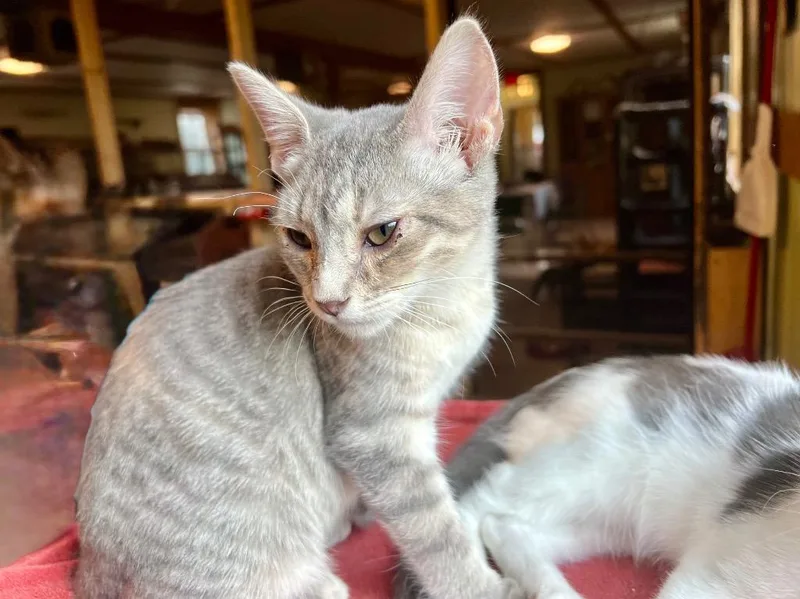 A baby medium-sized female Domestic Short Hair cat named Quinn for adoption in Rice Lake, WI