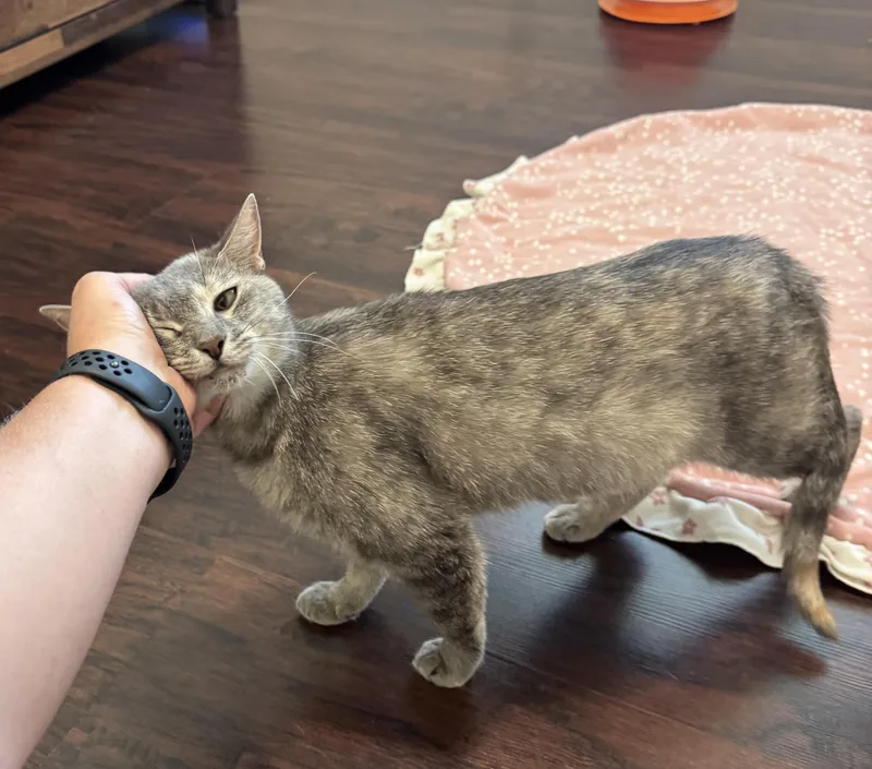 A young medium-sized female Tabby (Gray / Blue / Silver) Domestic Short Hair cat named Star for adoption in Fort Worth, TX