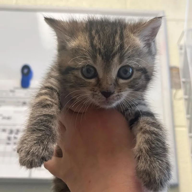 An adult medium-sized female Brown / Chocolate Domestic Short Hair cat named Ophelia for adoption in Charlottesville, VA