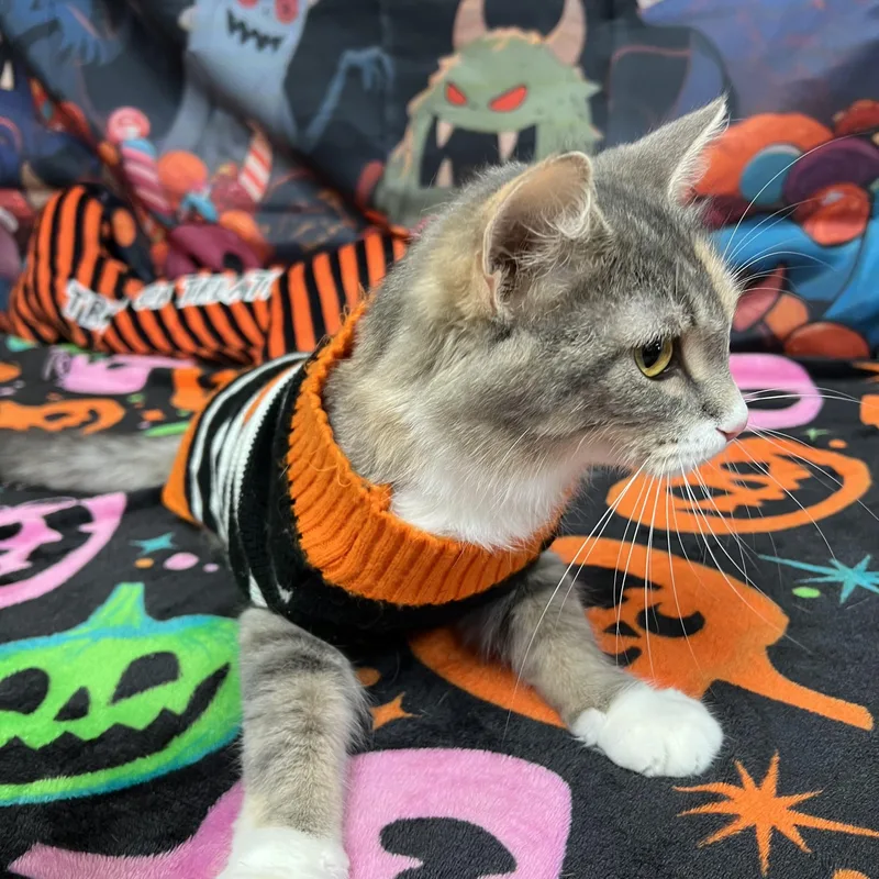 An adult medium-sized female Domestic Long Hair cat named Juliet for adoption in Fairmont, MN
