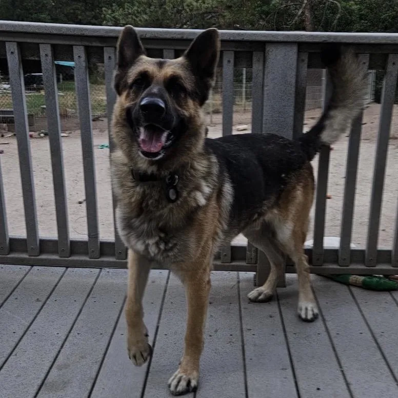 An adult large-sized male German Shepherd Dog dog named Tex for adoption in Lakewood, CO