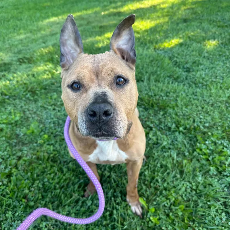 An adult medium-sized female Pit Bull Terrier dog named Heaven for adoption in Myerstown, PA
