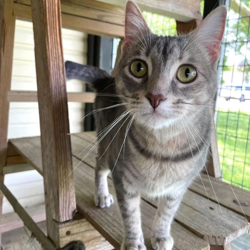 Cleopawtra thumbnail 2