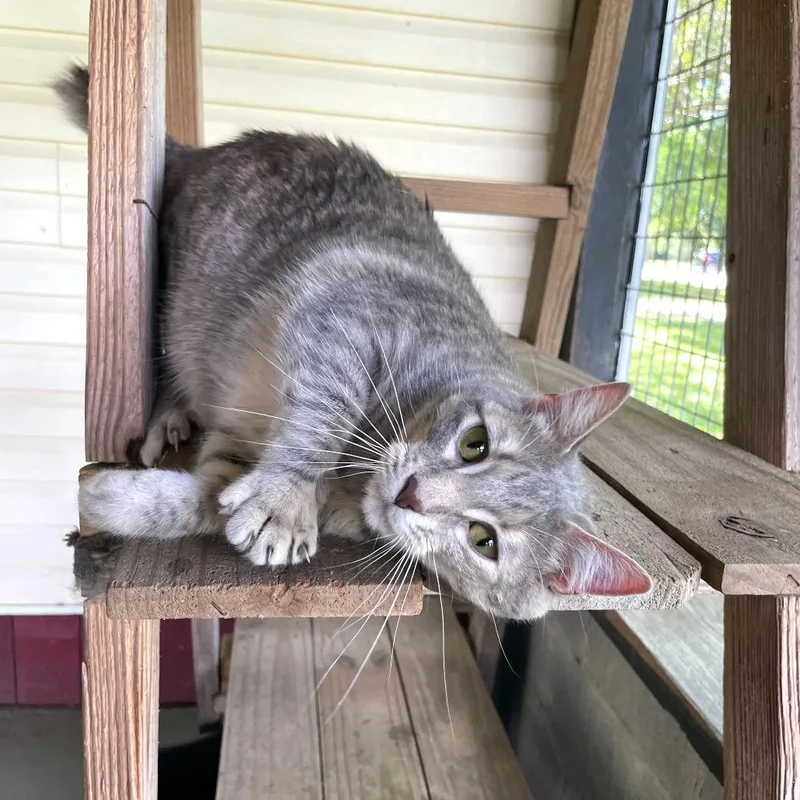 Cleopawtra thumbnail 3