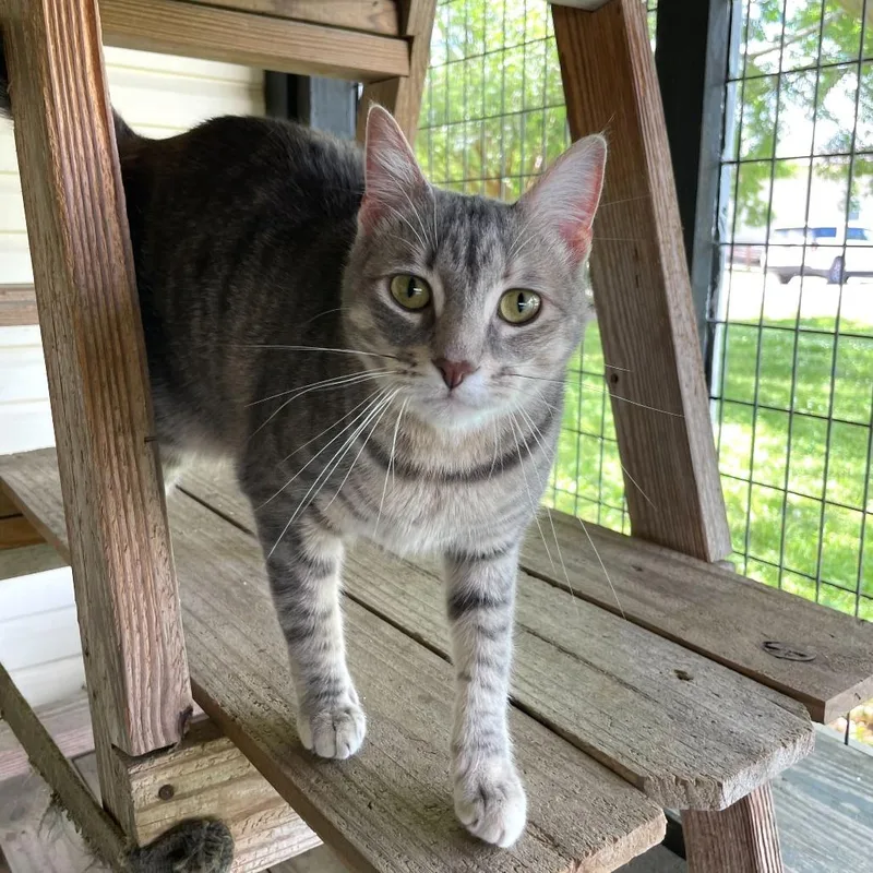 Cleopawtra thumbnail 4