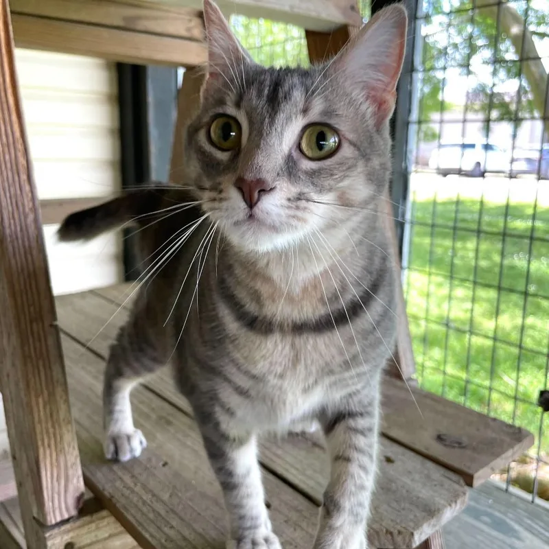 Cleopawtra thumbnail 5